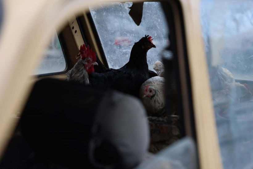 Bunlar da otomobille gezen tavuk! Konyalı vatandaşın tavuklarına uyguladığı yöntem verimi artırdı - Resim: 3