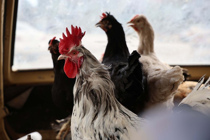 Bunlar da otomobille gezen tavuk! Konyalı vatandaşın tavuklarına uyguladığı yöntem verimi artırdı - Resim: 4