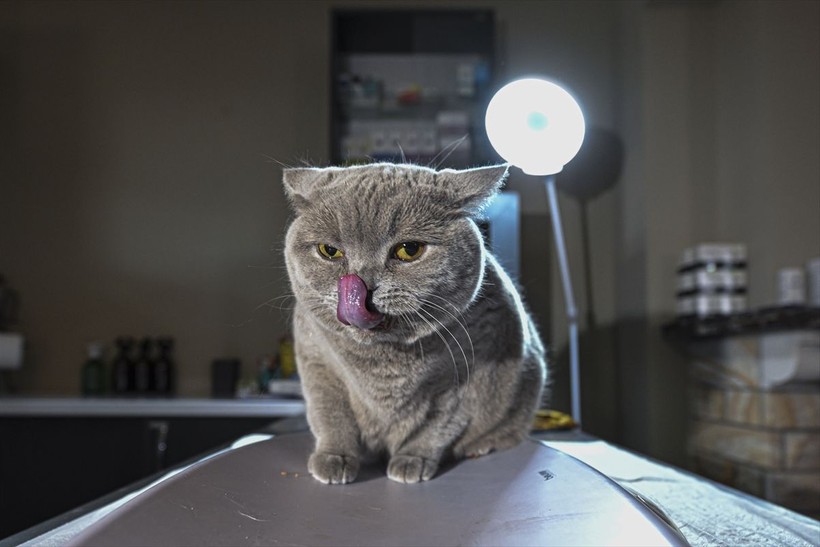 Obez kedi Şiraz pilatesle zayıflıyor - Resim: 1