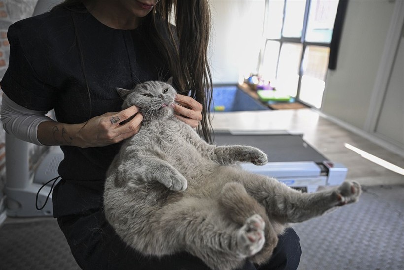 Obez kedi Şiraz pilatesle zayıflıyor - Resim: 2