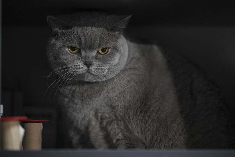 Obez kedi Şiraz pilatesle zayıflıyor - Resim: 4