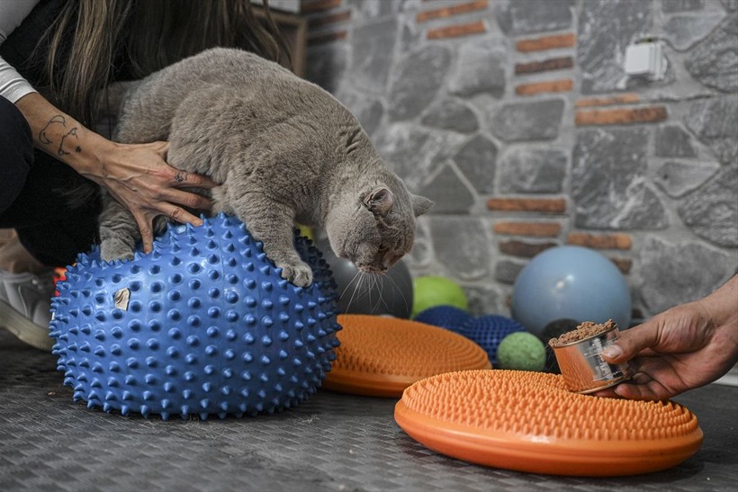 Obez kedi Şiraz pilatesle zayıflıyor - Resim: 5