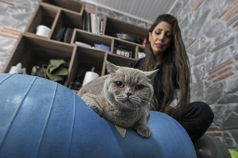 Obez kedi Şiraz pilatesle zayıflıyor - Resim: 6