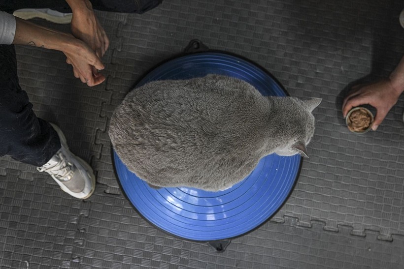 Obez kedi Şiraz pilatesle zayıflıyor - Resim: 7