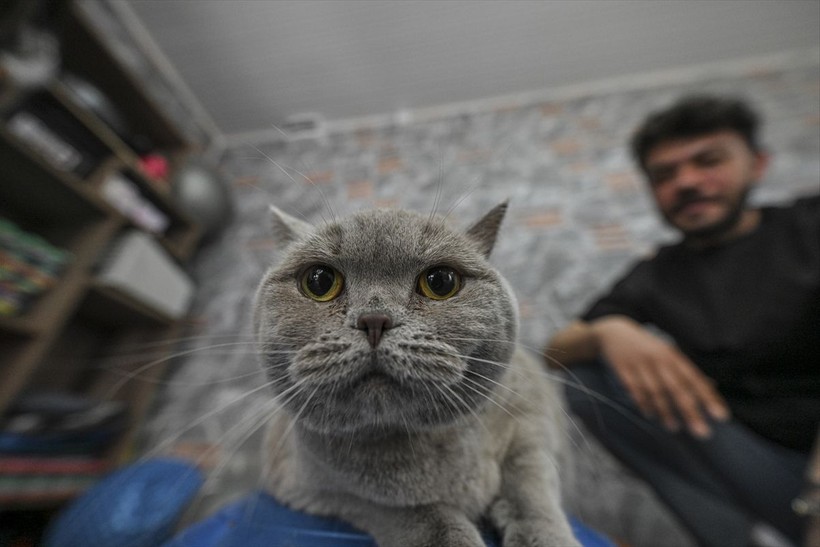 Obez kedi Şiraz pilatesle zayıflıyor - Resim: 8