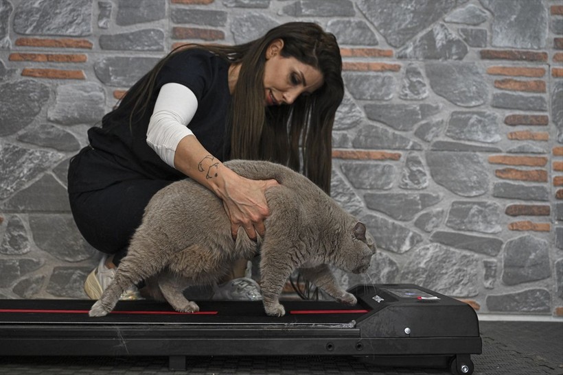 Obez kedi Şiraz pilatesle zayıflıyor - Resim: 11