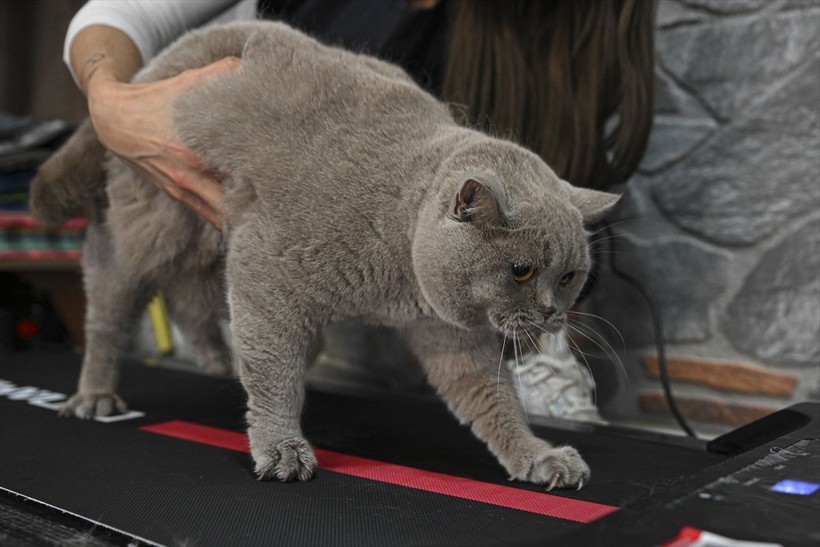 Obez kedi Şiraz pilatesle zayıflıyor - Resim: 12