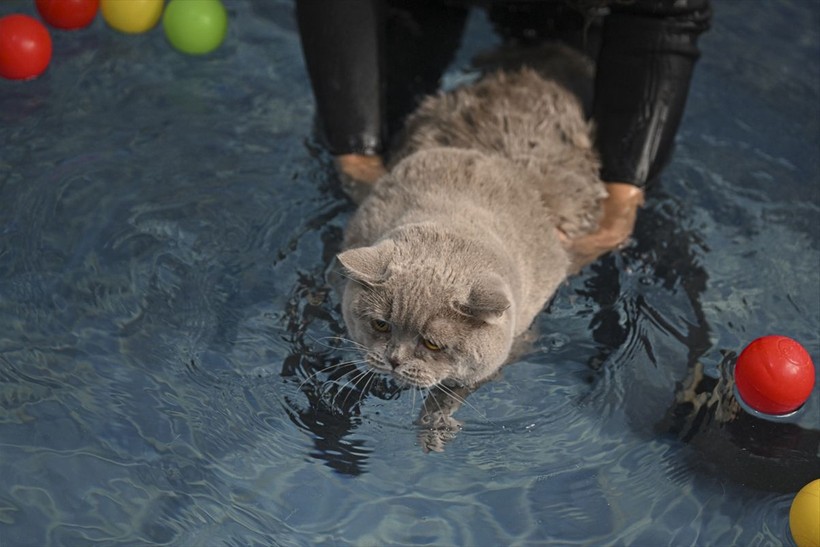 Obez kedi Şiraz pilatesle zayıflıyor - Resim: 14