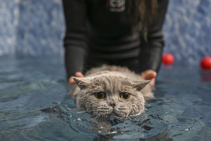 Obez kedi Şiraz pilatesle zayıflıyor - Resim: 15