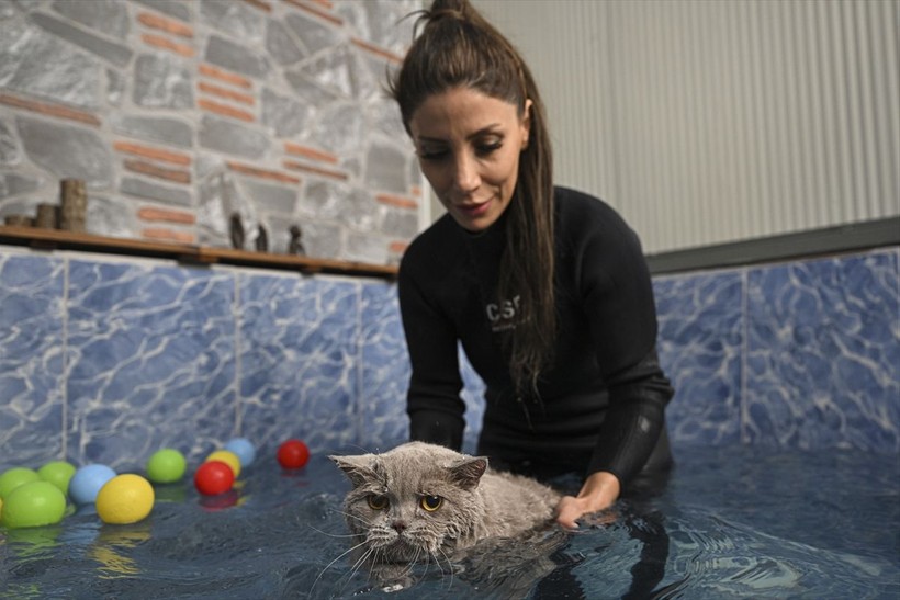 Obez kedi Şiraz pilatesle zayıflıyor - Resim: 16