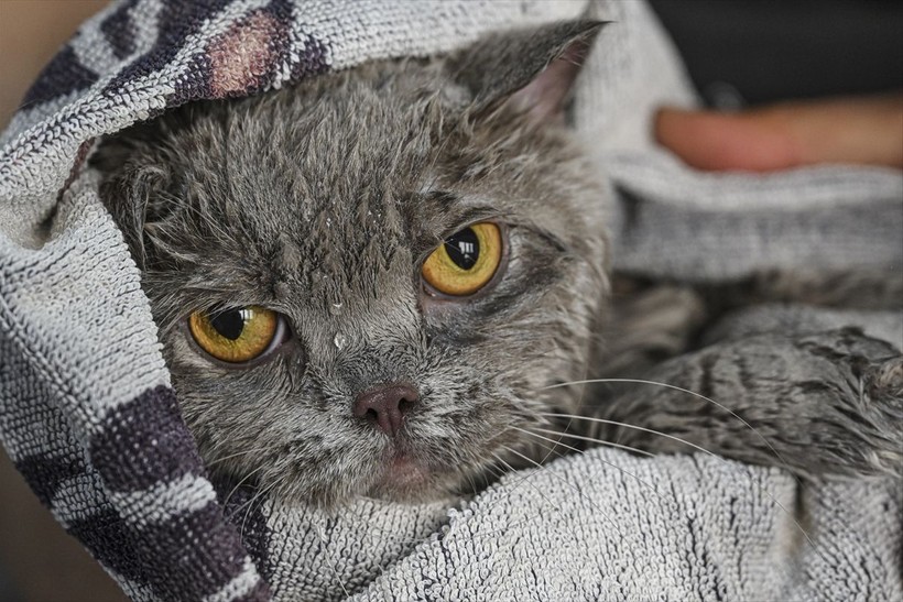 Obez kedi Şiraz pilatesle zayıflıyor - Resim: 17