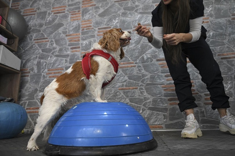 Obez kedi Şiraz pilatesle zayıflıyor - Resim: 21