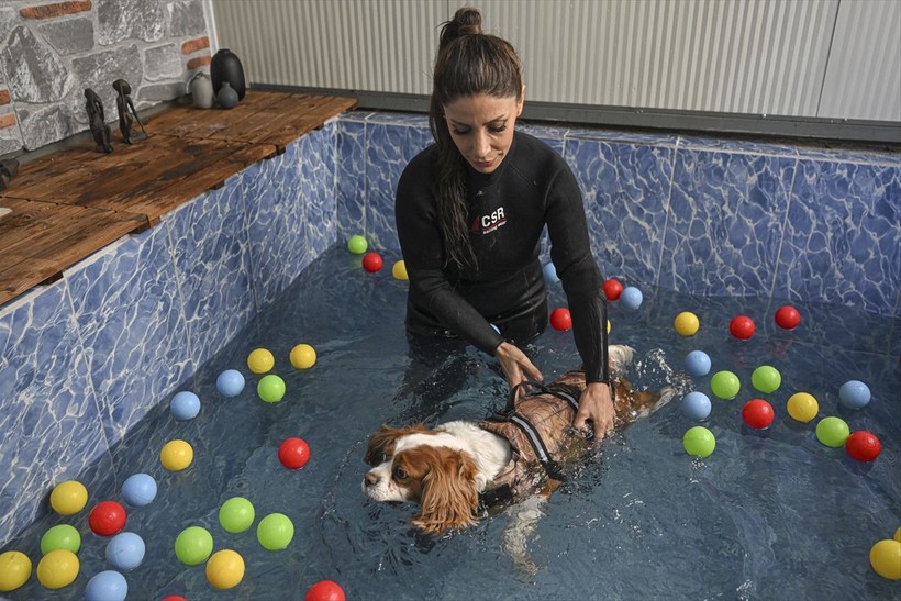 Obez kedi Şiraz pilatesle zayıflıyor - Resim: 22