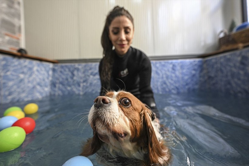 Obez kedi Şiraz pilatesle zayıflıyor - Resim: 24
