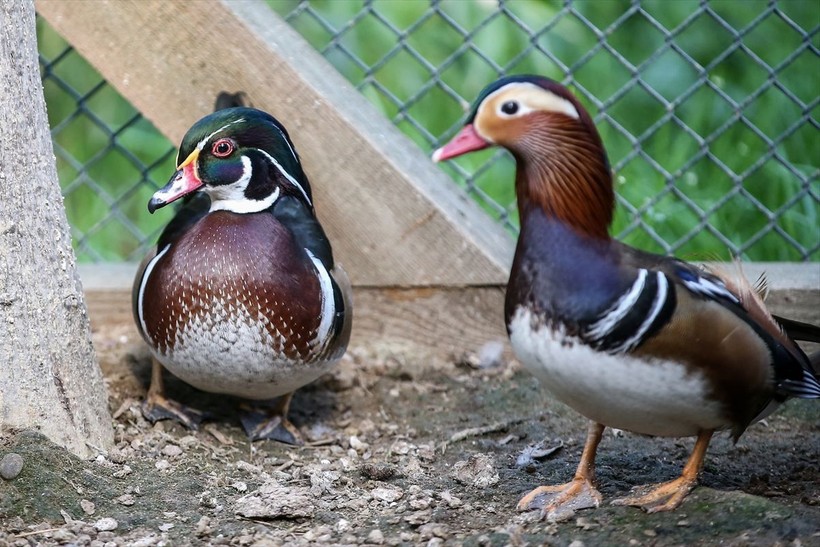 Saman boyunlu ibis kuşu ve mandarin ördeği Bursa'daki hayvanat bahçesinde korunuyor - Resim: 3
