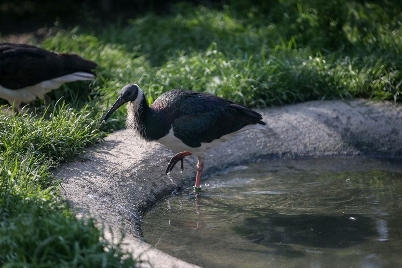 Saman boyunlu ibis kuşu ve mandarin ördeği Bursa'daki hayvanat bahçesinde korunuyor - Resim: 5