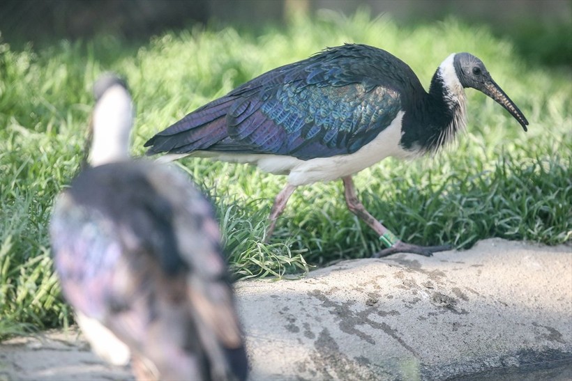 Saman boyunlu ibis kuşu ve mandarin ördeği Bursa'daki hayvanat bahçesinde korunuyor - Resim: 6