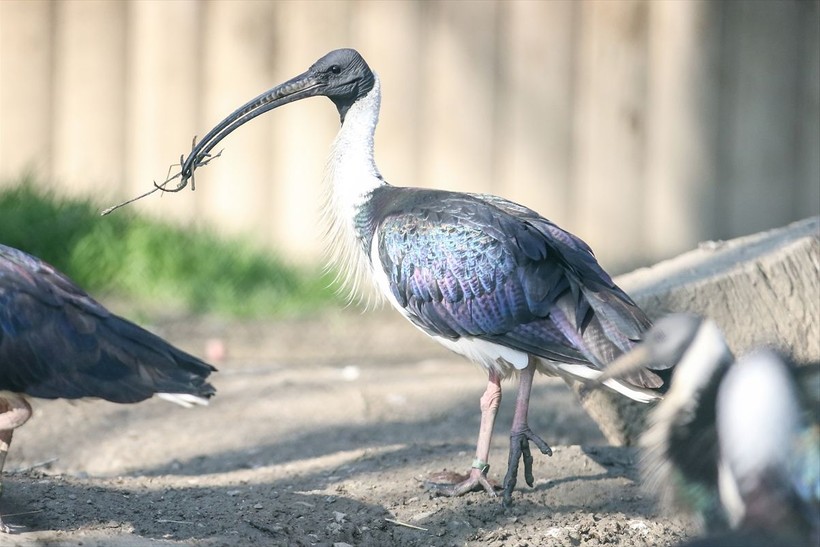 Saman boyunlu ibis kuşu ve mandarin ördeği Bursa'daki hayvanat bahçesinde korunuyor - Resim: 8