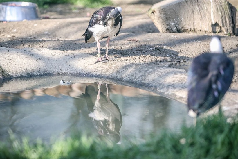 Saman boyunlu ibis kuşu ve mandarin ördeği Bursa'daki hayvanat bahçesinde korunuyor - Resim: 10