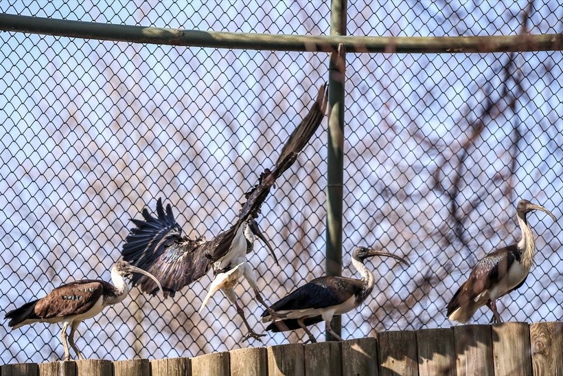 Saman boyunlu ibis kuşu ve mandarin ördeği Bursa'daki hayvanat bahçesinde korunuyor - Resim: 20