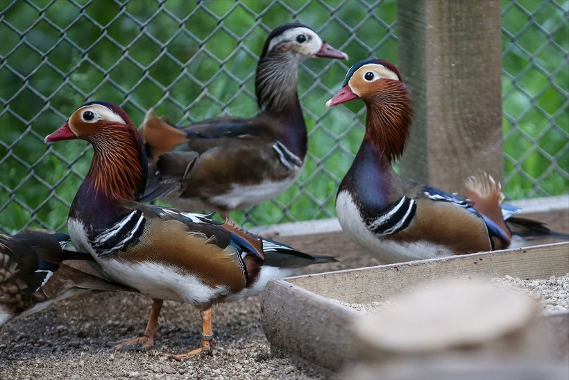 Saman boyunlu ibis kuşu ve mandarin ördeği Bursa'daki hayvanat bahçesinde korunuyor - Resim: 23