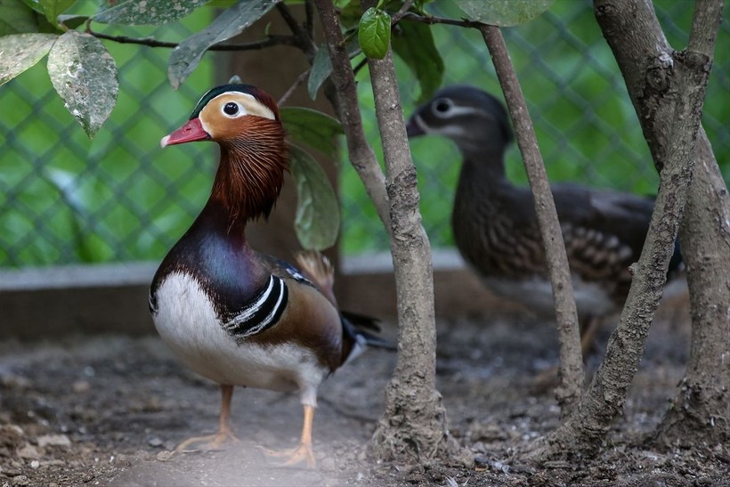 Saman boyunlu ibis kuşu ve mandarin ördeği Bursa'daki hayvanat bahçesinde korunuyor - Resim: 24