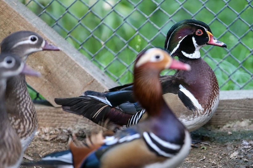 Saman boyunlu ibis kuşu ve mandarin ördeği Bursa'daki hayvanat bahçesinde korunuyor - Resim: 25