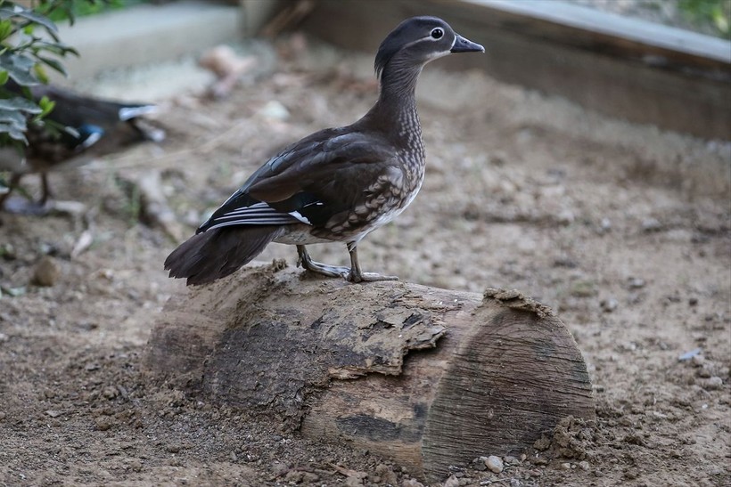 Saman boyunlu ibis kuşu ve mandarin ördeği Bursa'daki hayvanat bahçesinde korunuyor - Resim: 30