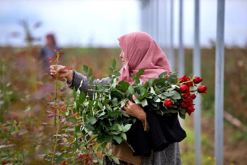 Köylü kadınlar, kurdukları gül serasını 4 yılda 4 kat büyüttü - Resim: 1