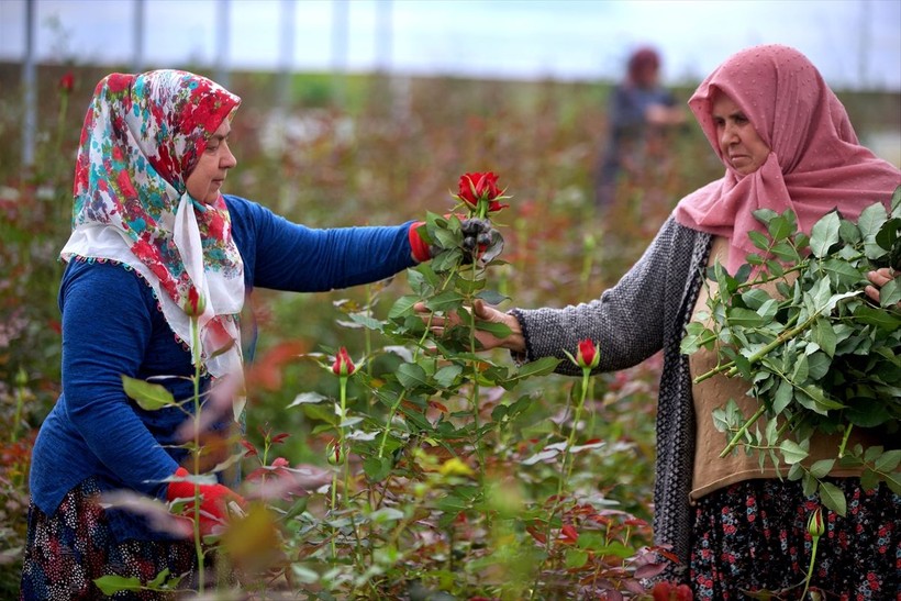 Köylü kadınlar, kurdukları gül serasını 4 yılda 4 kat büyüttü - Resim: 9