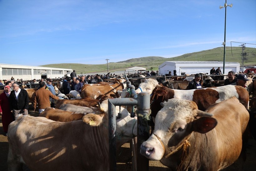 Başkent'te kurbanlık satışları başladı - Resim: 9