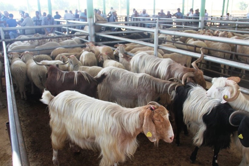 Kurban kesimi tebliği Resmi Gazete'de yayımlandı! Kaçak kesim yapmanın cezası belli oldu - Resim: 2