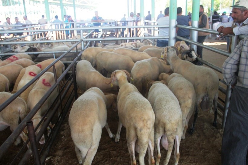 Kurban kesimi tebliği Resmi Gazete'de yayımlandı! Kaçak kesim yapmanın cezası belli oldu - Resim: 3