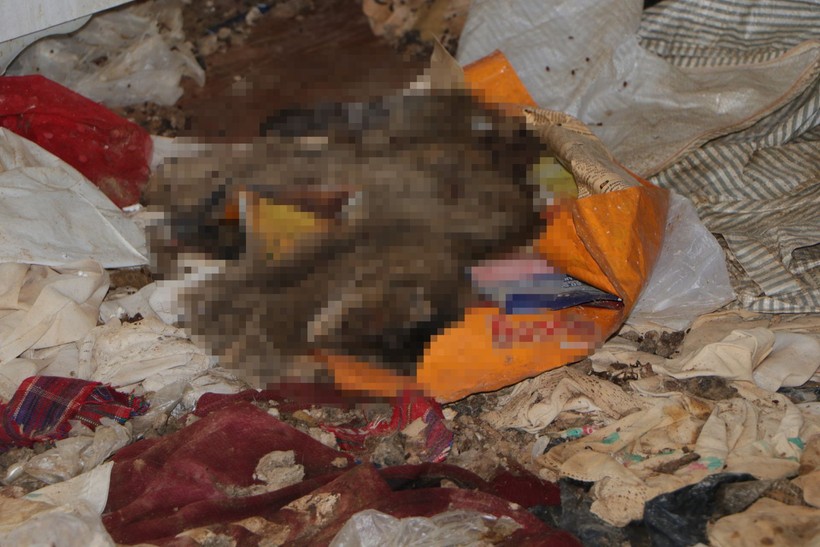 Kiracının çıktığı evden çıkanlar mide bulandırdı! Virane evden onlarca kedi ölüsü çıktı - Resim: 6