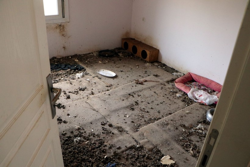 Kiracının çıktığı evden çıkanlar mide bulandırdı! Virane evden onlarca kedi ölüsü çıktı - Resim: 10