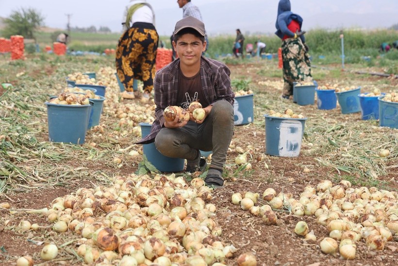 Markette 20-30 TL olan soğan tarlada ne kadar? - Resim: 4