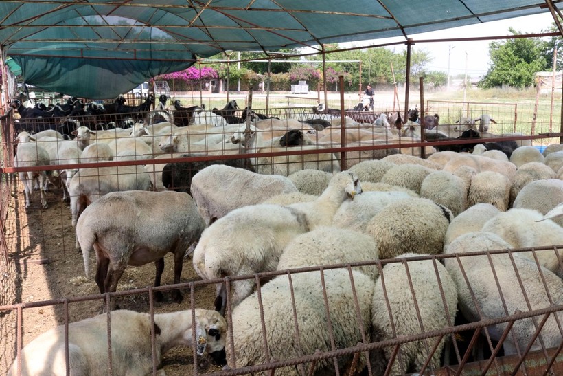 Antalya'da kurban pazarlarında hareketlilik! İşte küçükbaş ve büyükbaş için istenen fiyatlar - Resim: 5