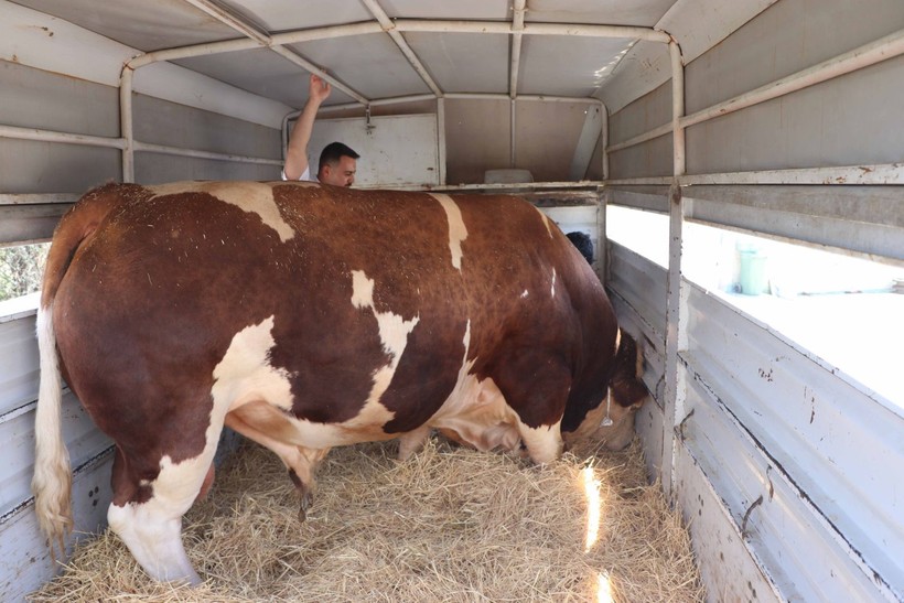 Kurban Bayramı yaklaşıyor! Şampiyon boğa Poyraz 540 bin TL'ye satıldı - Resim: 10