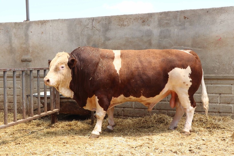 Kurban Bayramı yaklaşıyor! Şampiyon boğa Poyraz 540 bin TL'ye satıldı - Resim: 7