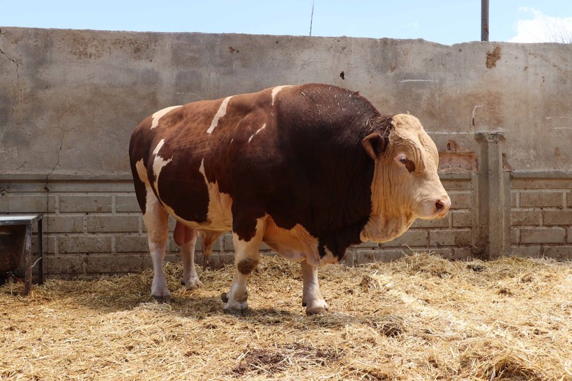 Kurban Bayramı yaklaşıyor! Şampiyon boğa Poyraz 540 bin TL'ye satıldı - Resim: 3