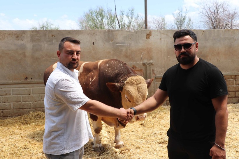 Kurban Bayramı yaklaşıyor! Şampiyon boğa Poyraz 540 bin TL'ye satıldı - Resim: 1