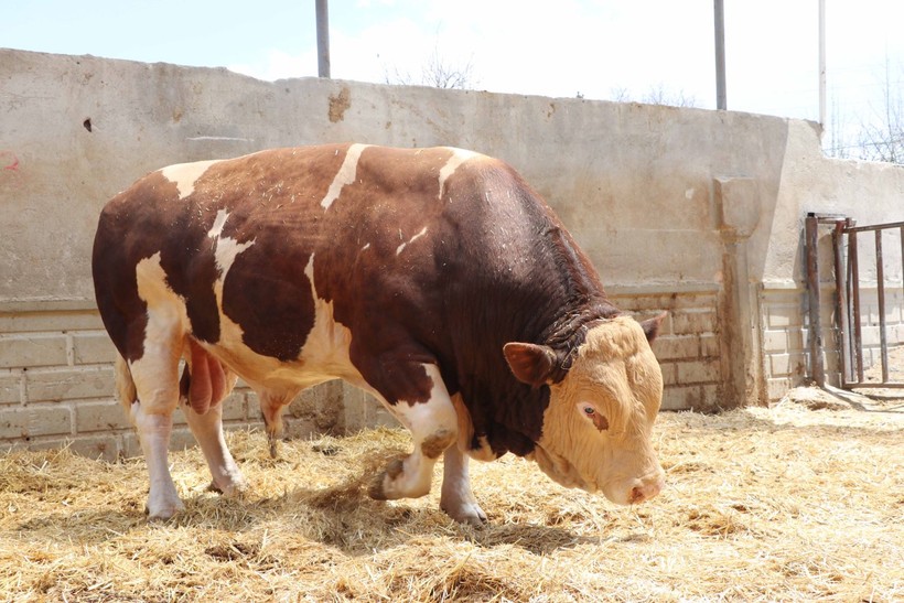 Kurban Bayramı yaklaşıyor! Şampiyon boğa Poyraz 540 bin TL'ye satıldı - Resim: 4