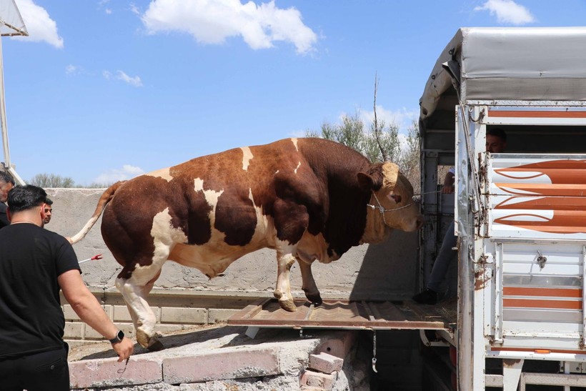 Kurban Bayramı yaklaşıyor! Şampiyon boğa Poyraz 540 bin TL'ye satıldı - Resim: 9