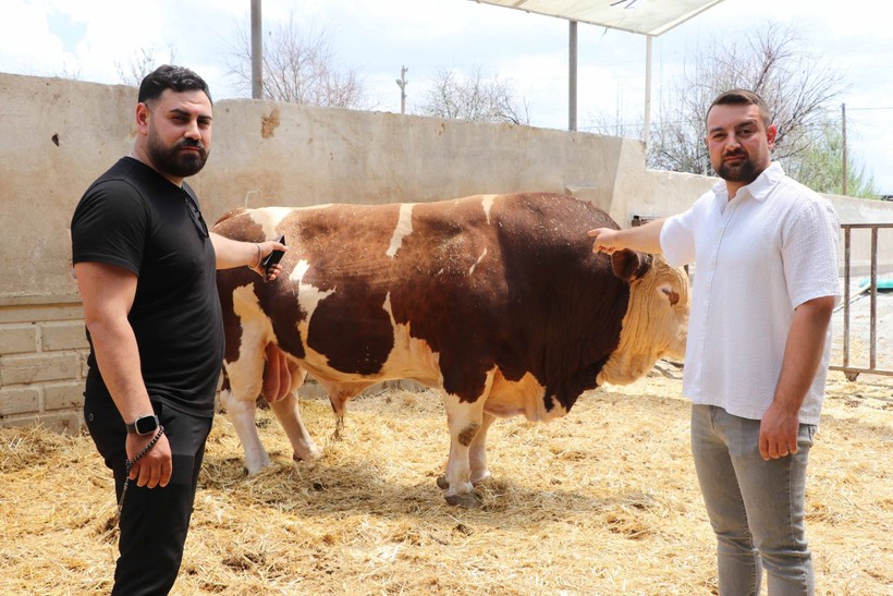 Kurban Bayramı yaklaşıyor! Şampiyon boğa Poyraz 540 bin TL'ye satıldı - Resim: 5