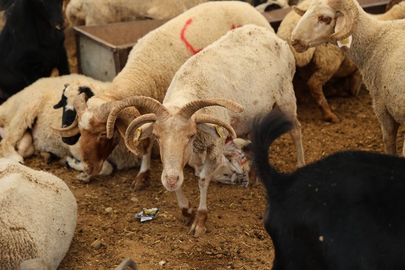Adana'da 4 boynuzlu koçlar kurban pazarlarının gözdesi oldu - Resim: 2