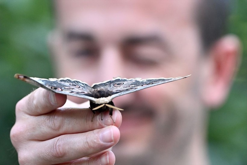 Düzce'de kanat açıklığı 15 cm olan tavus kelebeği bulundu - Resim: 8