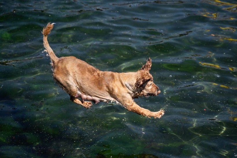 İstanbul'da sıcak hava! Köpekler de denize girip serinledi - Resim: 1