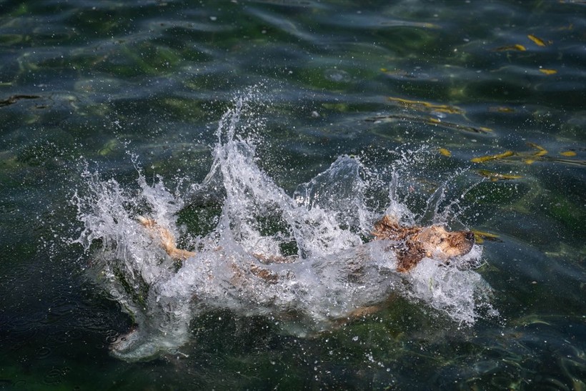 İstanbul'da sıcak hava! Köpekler de denize girip serinledi - Resim: 2