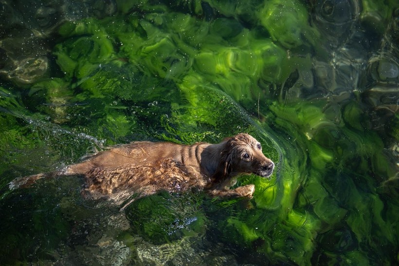 İstanbul'da sıcak hava! Köpekler de denize girip serinledi - Resim: 3