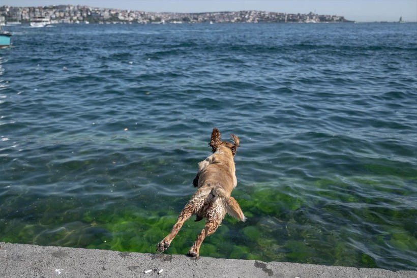 İstanbul'da sıcak hava! Köpekler de denize girip serinledi - Resim: 4